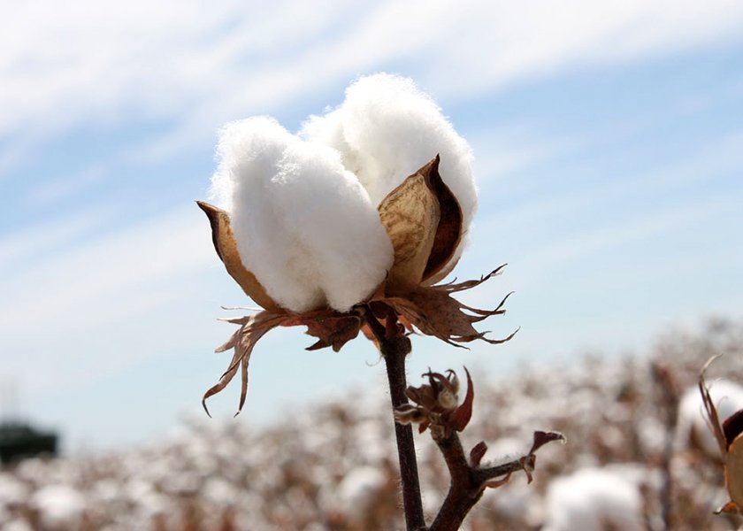 Pima Cotton